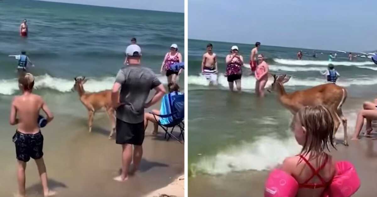 Jelen se pojavi v gozdu, da bi preživel dan na plaži