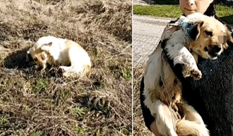 Zaslepljena od napadalca, je iztegnila šapo in rotila žensko, naj odnese poškodbo