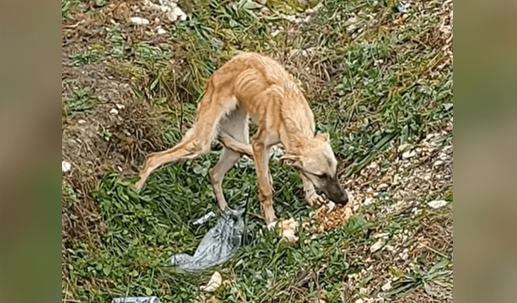 Našel je prestrašenega psa, ki sploh ne zaupa ljudem in je zelo žalosten