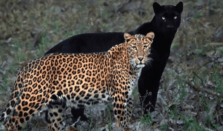 Fotograf je posnel neverjetno fotografijo para leoparda in črnega panterja