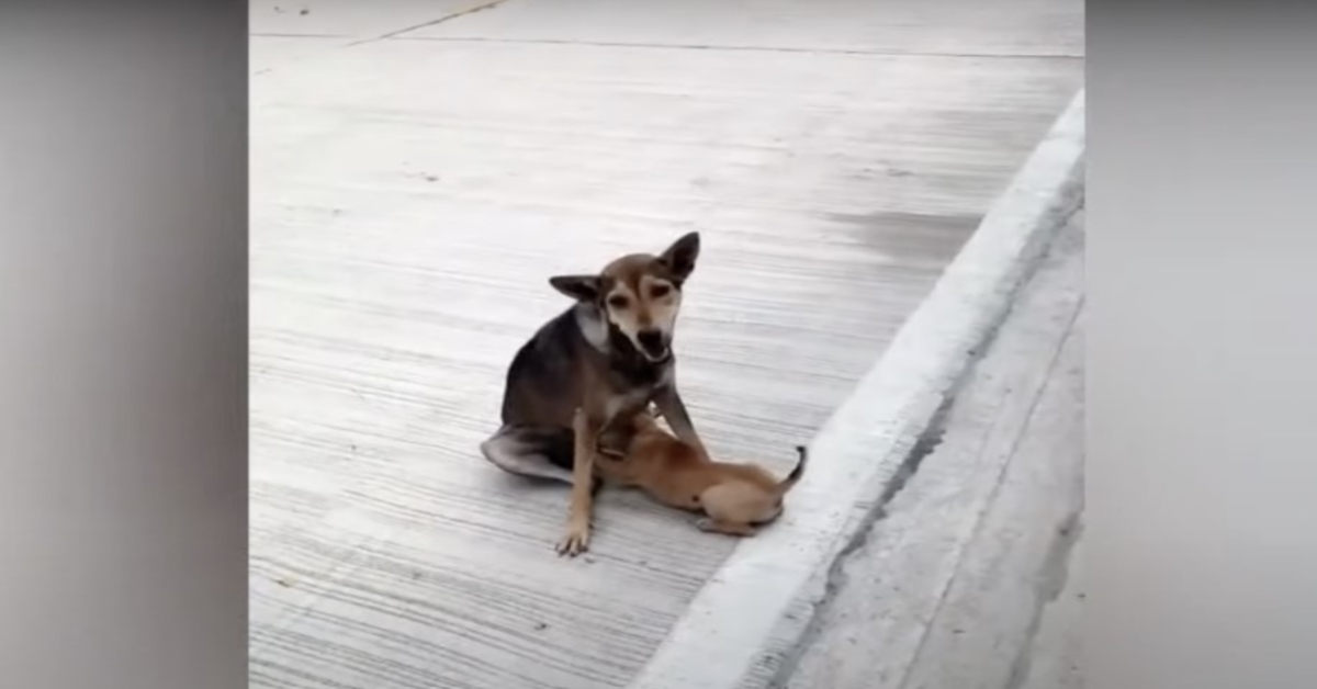 Zlomljena ulična psička je še vedno dojila in ljubila svoje otroke, kolikor je le mogla