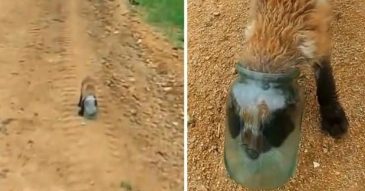 Baby Fox se je z glavo zataknil v kozarec in se zadušil, po pomoč se je obrnil na človeka