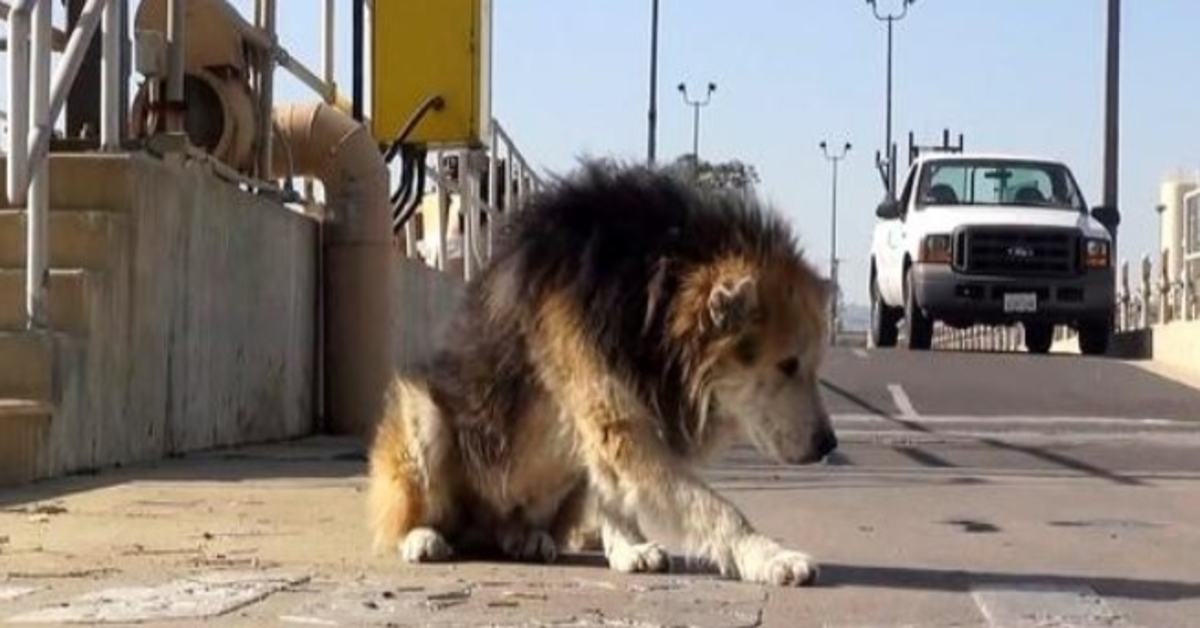 Starejši pes, odvržen v nevarno čistilno napravo, pade v kanalizacijo in diši po gnilem