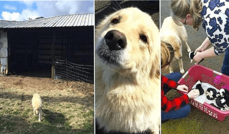 Mama Dog je opustošena, potem ko je zaradi požara izgubila 7 mladičev, nato pa so ji pokazali leglo sirot