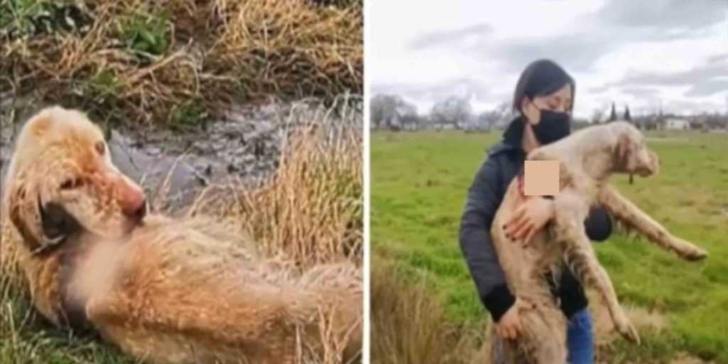 Reševalci najdejo zapuščenega lovskega psa, ki živ gnije na polju, in postanejo odločeni, da jo rešijo