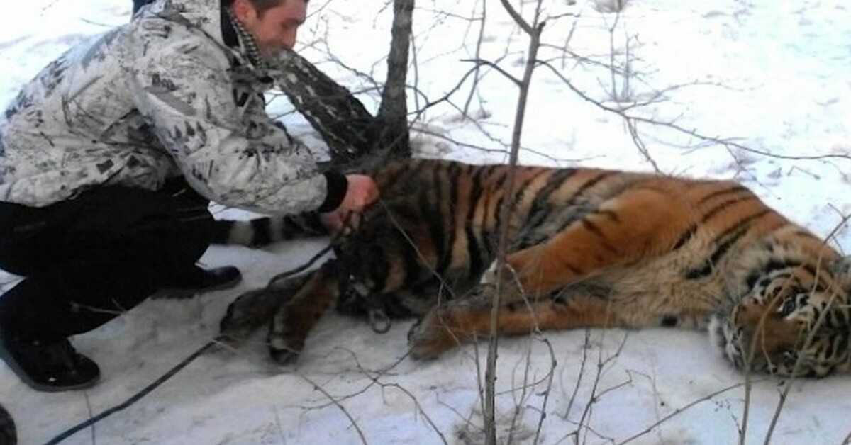 Divji tiger je prišel prosit za pomoč, da bi mu sneli zanko okoli vratu