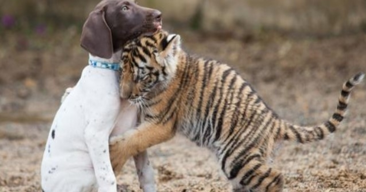 Mali tiger, ki ga je mati zavrnila, najde tolažbo v svojem najboljšem prijatelju kužku