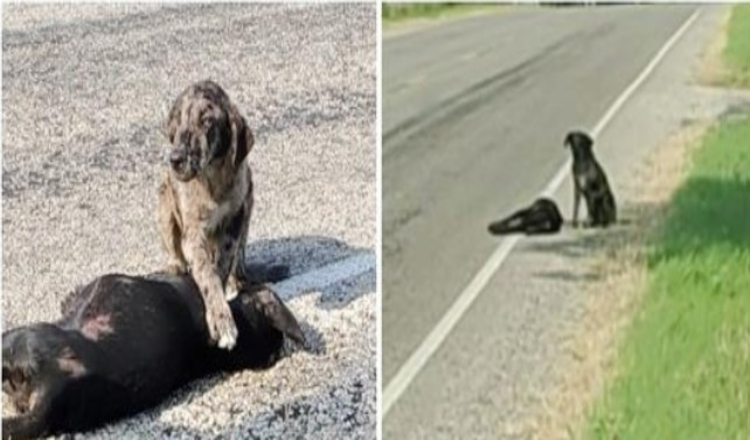 Zaščitniški veliki brat čaka, da se njegova sestra zbudi, potem ko jo zbije avto