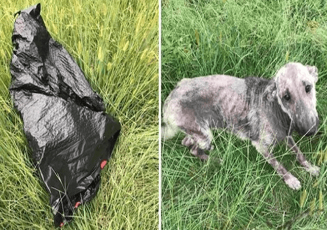 Ženska psička joka v stiski, potem ko je pri vreči za smeti našla bolnega psa