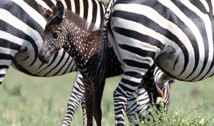 Zebra se je rodila s pikami namesto s črtami – prvič posneto (+8 slik)