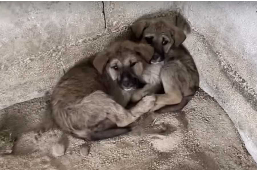 Bolne bejbe se stiskajo skupaj v tesnem kotu, potem ko so jih pustili sredi noči