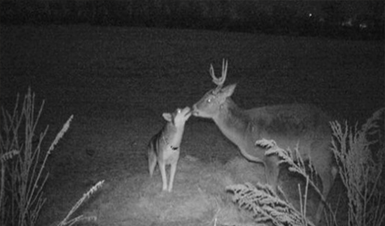 Izgubljena psička, ki jo je kamera ujela na sled, je preživela nekaj dni s svojim ‘Buck Boyfriendom’ v gozdu