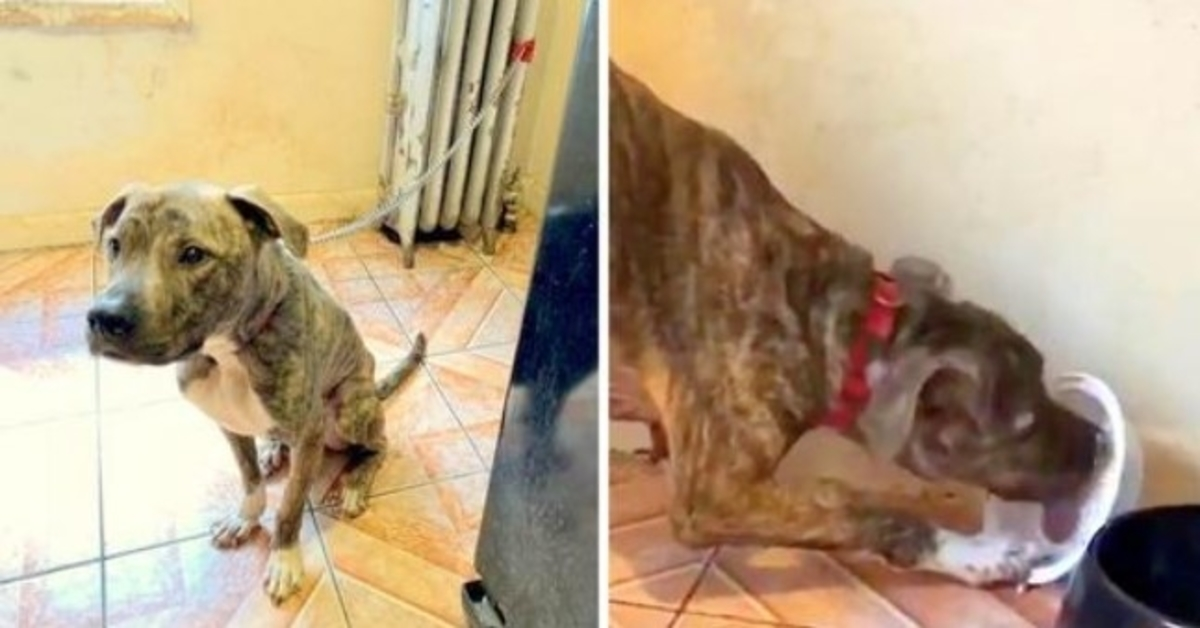 Pit Bull je 6 mesecev stradal in priklenjen na radiator, jedel sneg, misleč, da je hrana