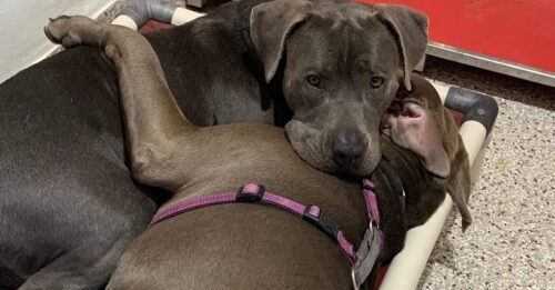 Pitties Who Bonded In Shelter Find A Together Forever Dom