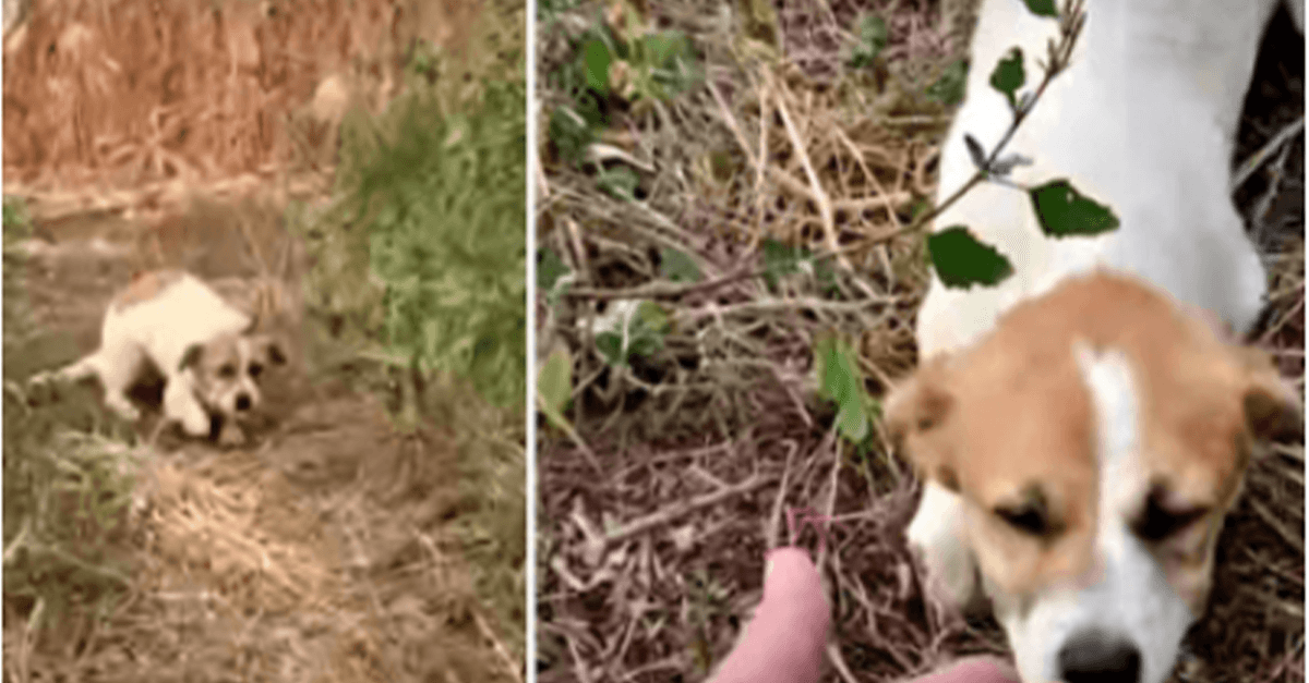 Poškodovani kuža, utrujen od teka, koplje globoko, da sprejme njegovo roko, preden nebo izbruhne