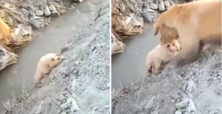 Psička mama reši svojega kužka pred padcem v jarek. Neustrašno mu je pomagala