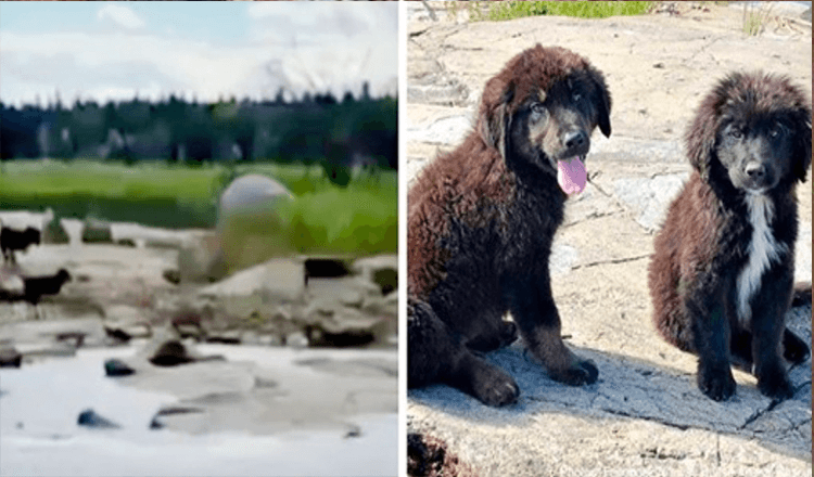 Čolnar najde sedem zapuščenih kužkov na zapuščenem otoku, ki jokajo od lakote