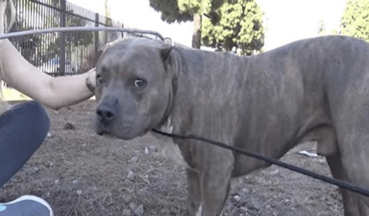 Poškodovani pitbull kriči in cvili od bolečin, ko se reševalci približajo in ga rešijo iz železniških tirov