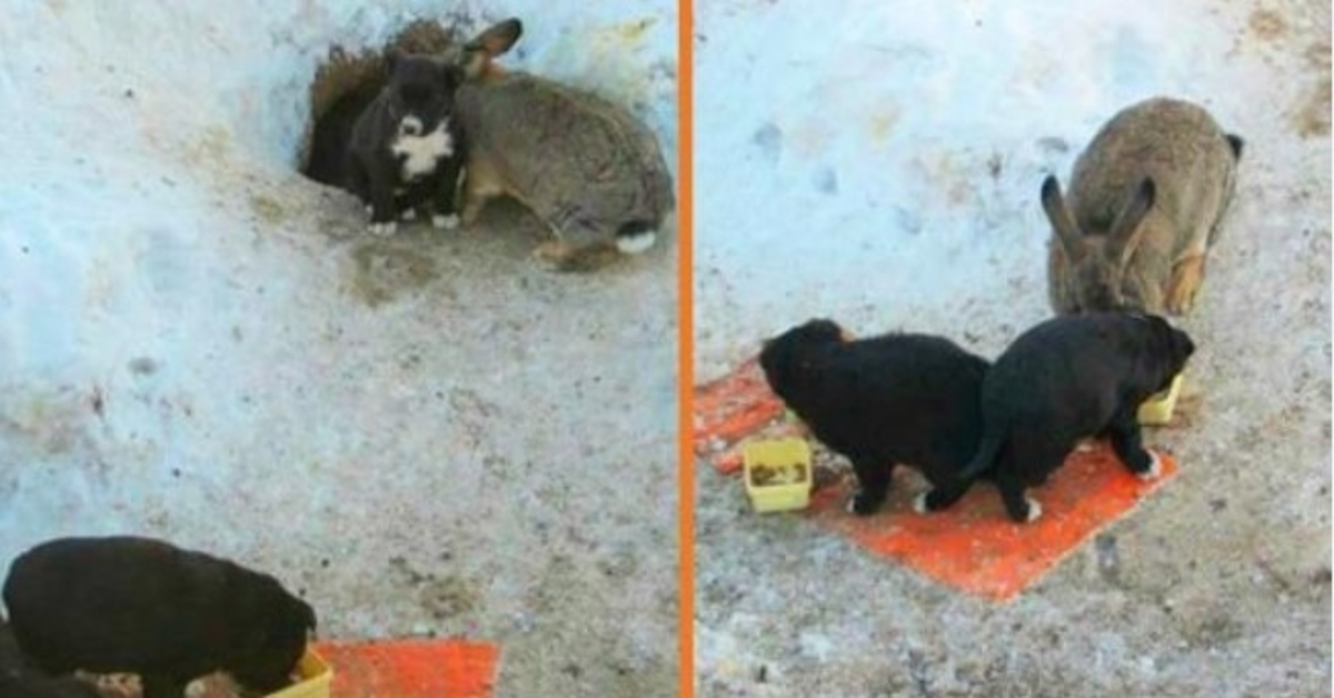 Rabbit posvoji tri potepuške kužke, jih varuje, hrani in greje