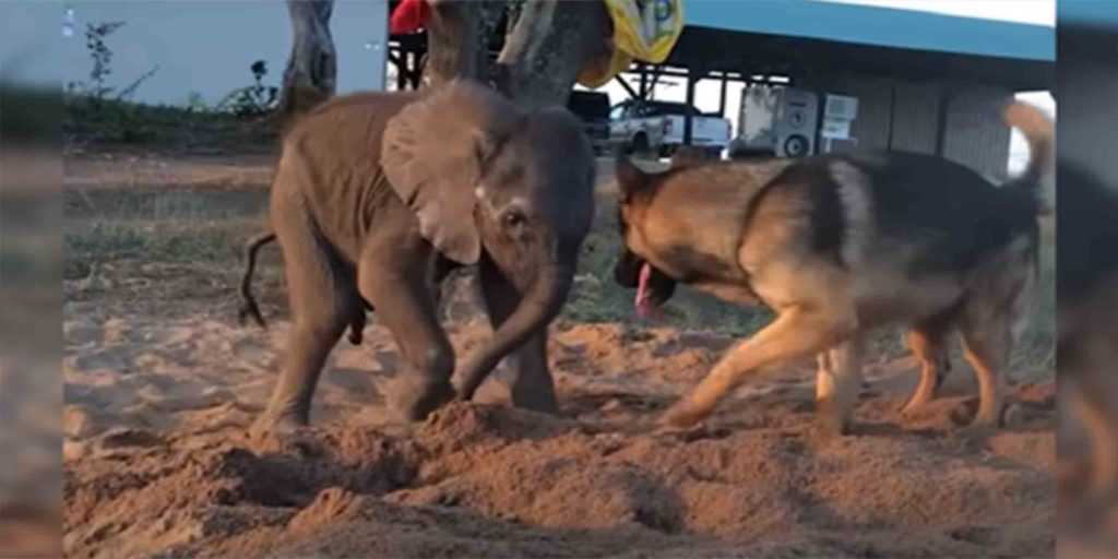 Forelorn Baby Elephant Cast From Herd For Illness Meets Dog Who Change Everything