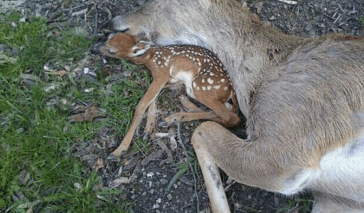 Jelenček leži ob maminem telesu v upanju, da bo spet zadihala