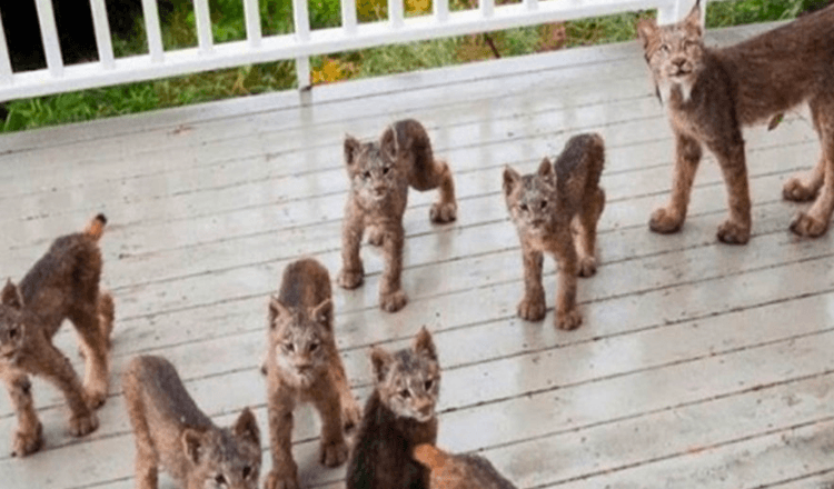 Človek z Aljaske se zbudi in najde družino Lynx, ki se igra na njegovi verandi