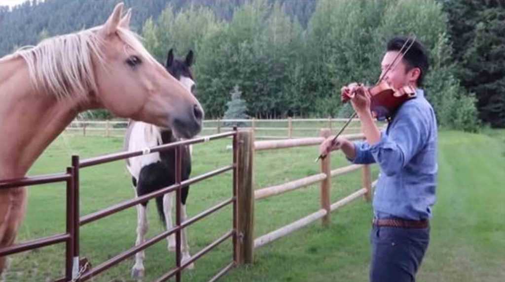 Moškemu, ki igra violino, se pridružita 2 konja, ki “plešeta” na njegovo glasbeno serenado