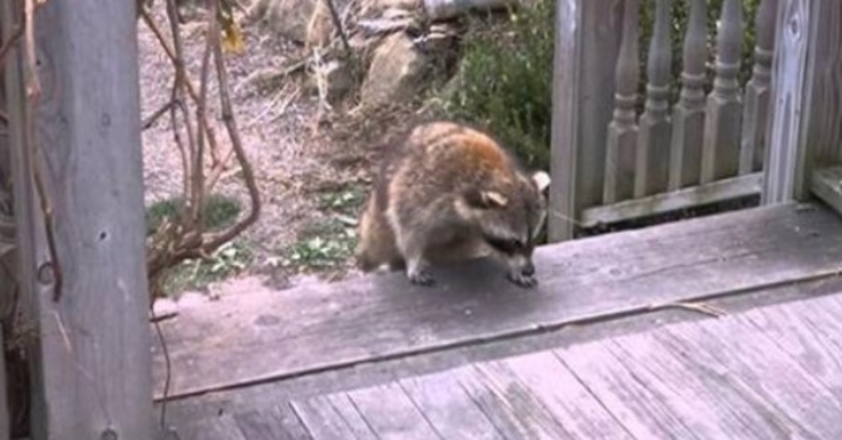 Ženska daje hrano slepemu rakunu, nato pa doseže rekorde, ko pripelje svoja dva majhna “telesna stražarja”