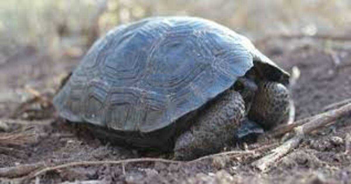 Na otoku Galapagos so se prvič po sto letih rodili mladiči želv