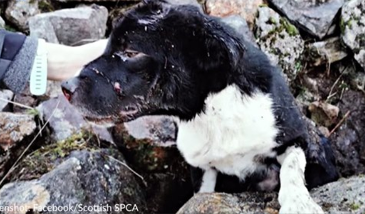 Border Collie, ki so ga našli živega zakopanega pod kupom kamenja, so posvojili reševalci