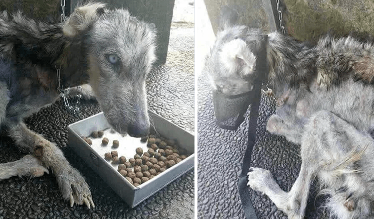 Guy najde zapuščeno kožo in kosti Huskyja in ji pomaga obnoviti