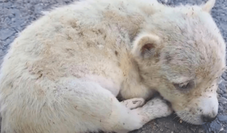 Mladiček z zlomljenim srcem, ki so ga pojedle bolhe, se je zvil na cesti, prešibek, da bi nadaljeval