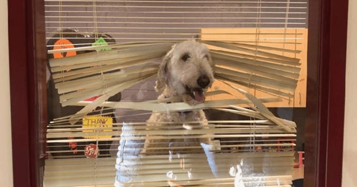 Labradoodle sledi otrokom v šolo, nato družina prejme njegovo fotografijo v ravnateljevi pisarni