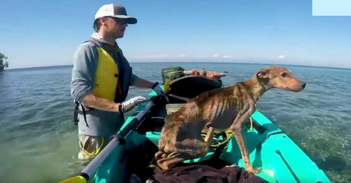 Človek sam reši sestradanega psa na oddaljenem otoku in ga pripelje domov