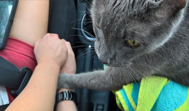 Ganljiv trenutek, ko umirajoča mačka ‘drži lastnika za roko’ na zadnji poti k veterinarju