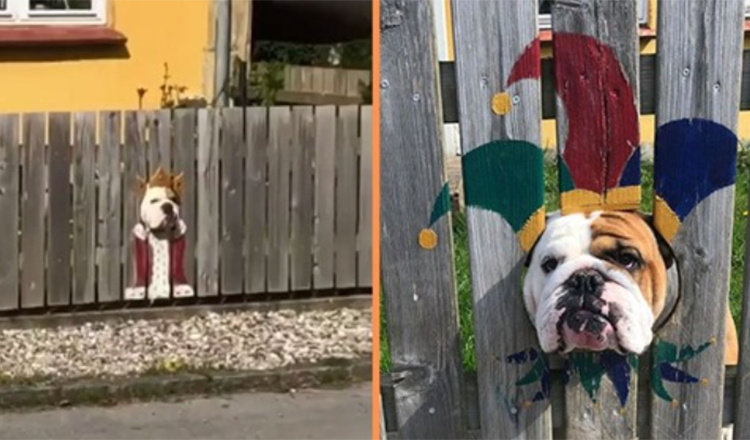 Ženska barva ograjo za Nosy Bulldog – mimoidočim se zdi smešno