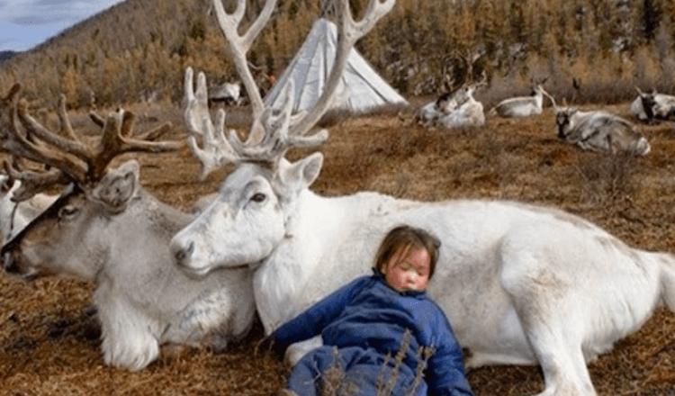 Fascinantne fotografije severnih jelenov, ki živijo v Mongoliji (8+ slik)