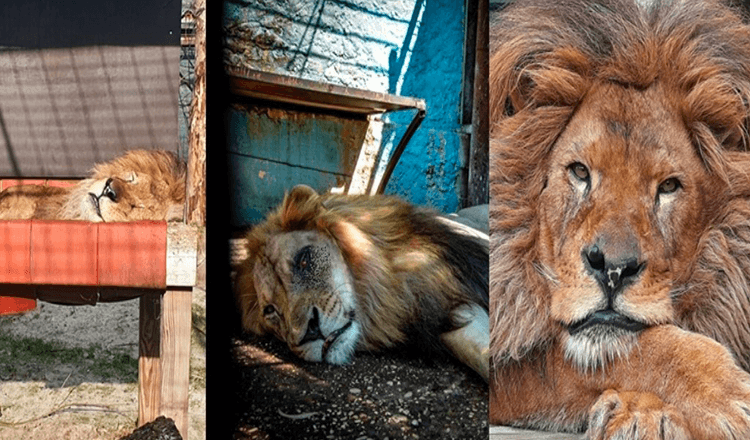 Živel je v najslabšem živalskem vrtu na svetu, Lion Bob je bil rešen / Zdaj ima hrano in imajo ga radi