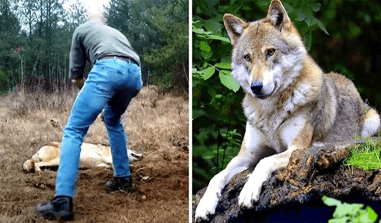 Človek reši umirajočega volka in njene mladiče, leta kasneje mu volk vrne uslugo