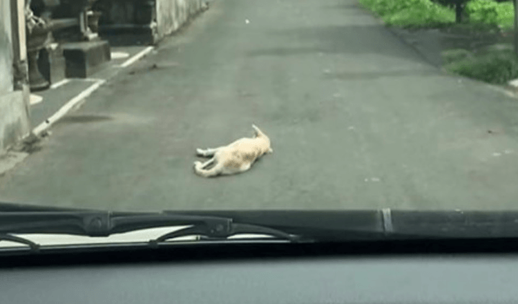 Avto pripelje do psa, ki nepremično leži sredi ceste