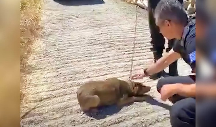 Psička, ki je vse življenje preživela na verigi, lahko zdaj hodi le še v krogih