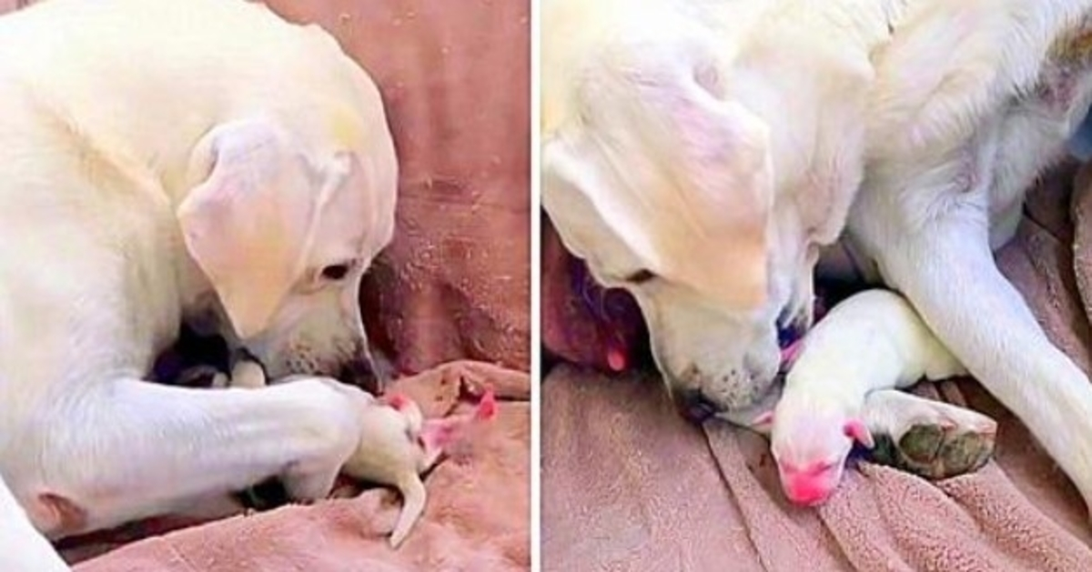 Mama Dog obupano poskuša rešiti svojega najšibkejšega kužka in pobeg svojega legla