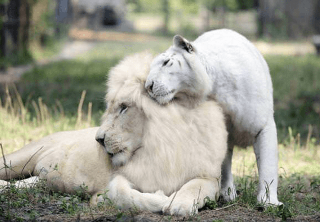 Beli lev in beli tiger sta imela otroke skupaj in sta najbolj prikupni stvari na svetu