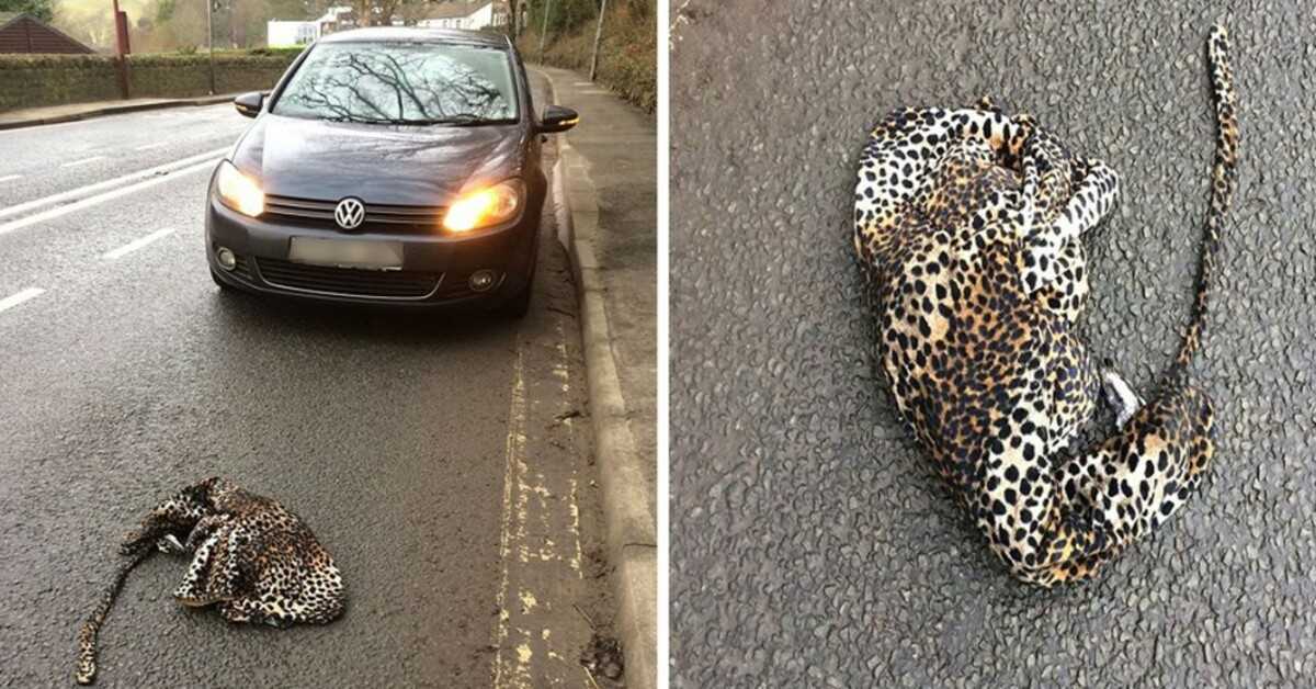 Človek v strahu ustavi svoj avto, da bi pomagal poškodovanemu leopardu, ki leži na cesti