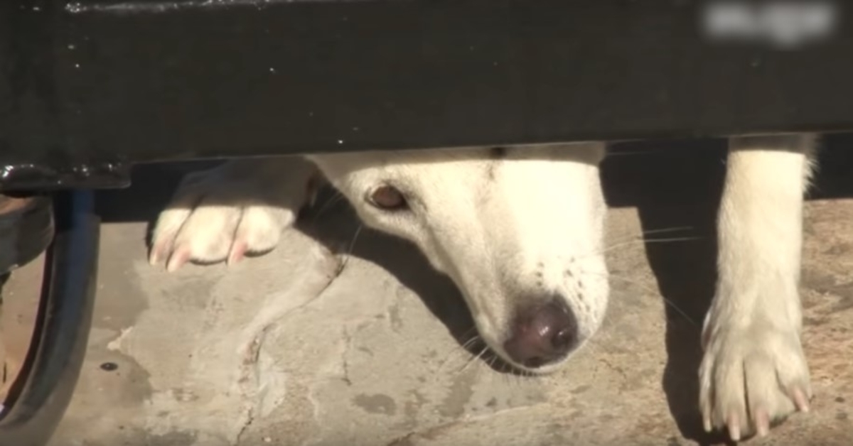 Neljubljeni pes se plazi pod njihovimi vrati in prosi za dom, vendar se žena ne da