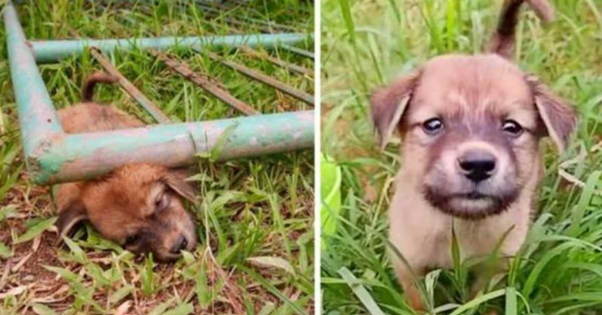 Potepuški mladiček se je zagozdil pod vrati in kričal od bolečin, dokler se ni onesvestil