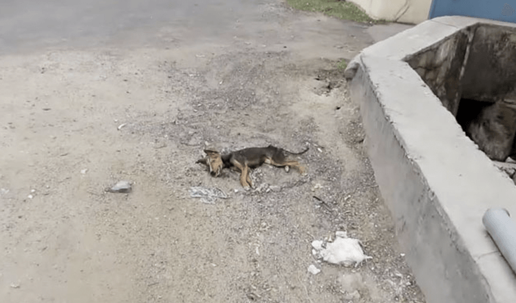 Umirajoči kuža maha z repom, ko se približujejo reševalci