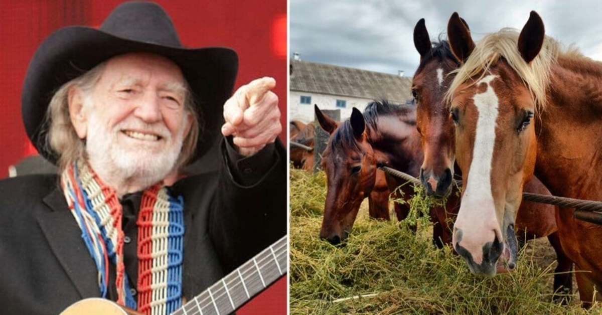 Willie Nelson je rešil 70 konj iz klavnice, da bi se prosto sprehajali po svojem ranču v Teksasu.