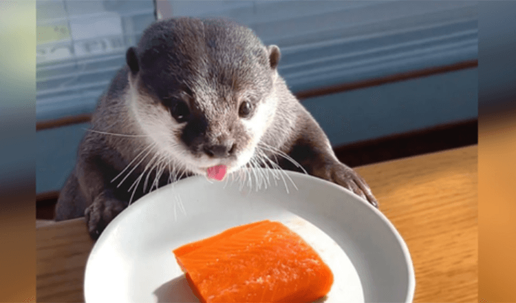 Chubby Otter na dieti dobi poslastico z lososom za dan goljufije in to je najbolj srčkana stvar